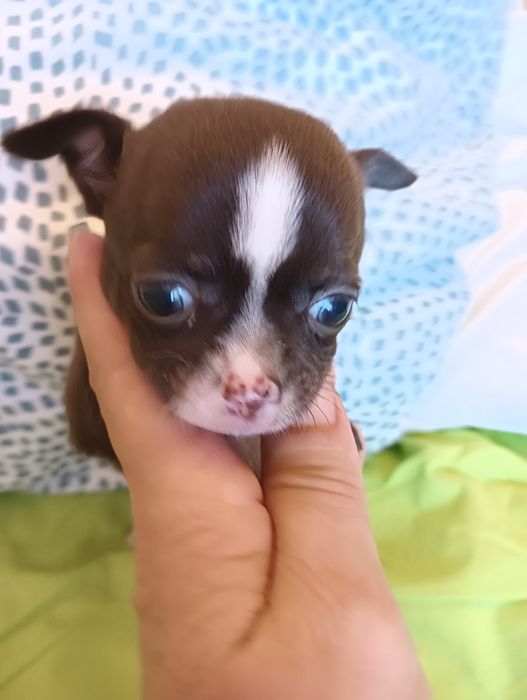 Chihuahua  macho chocolate