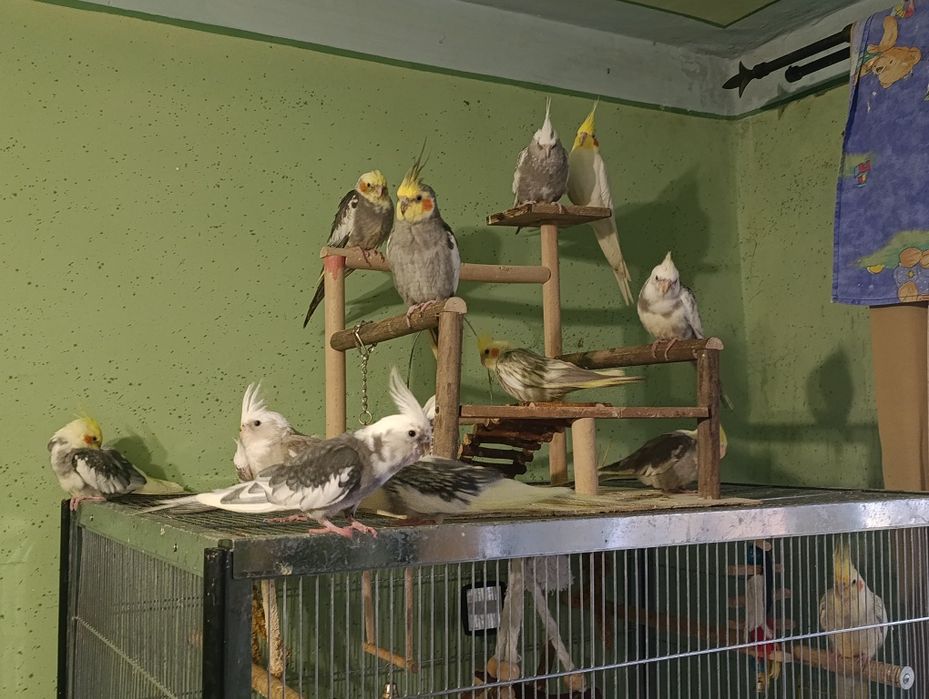 Клітки для папуг