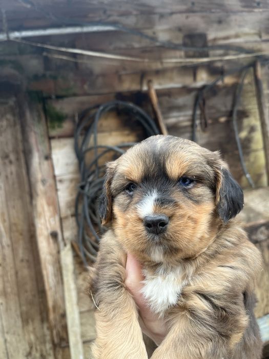 Цуценята спаніель