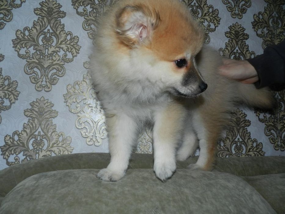 Красивый щенок  померанского шпица