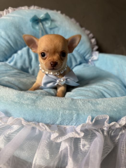 Chihuahua kremowy chlopczyk xxs