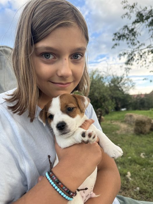 Jack russell terrier ZKwP piesek
