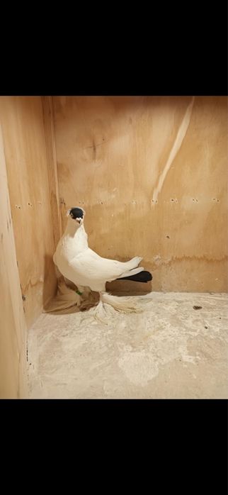 Krymek krymka Gołębie Ozdobne Polska