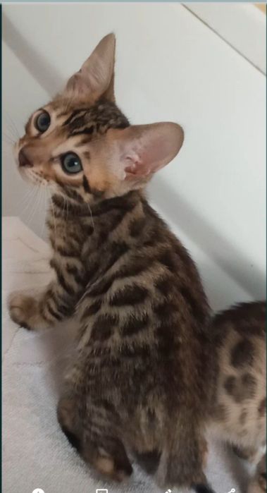 Продам бенгальські киці.