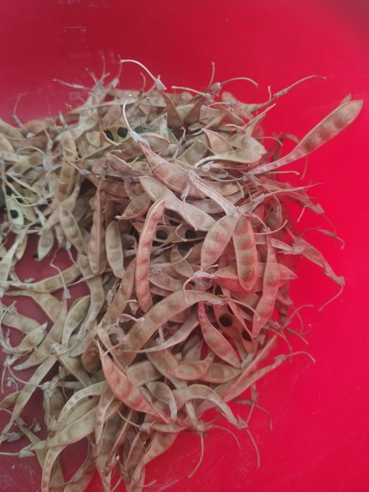 Złotokap zwyczajny nasiona