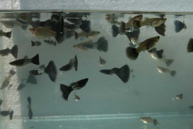 Gupik, Poecilia reticulata - Black Metal Sn. Sk.