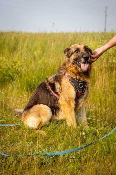 Przyjazna Saba w typie owczarka niemieckiego szuka domku