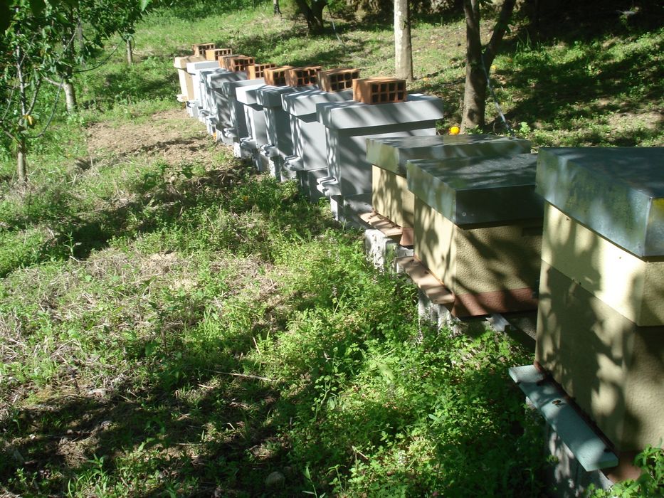 Colmeias de Abelhas