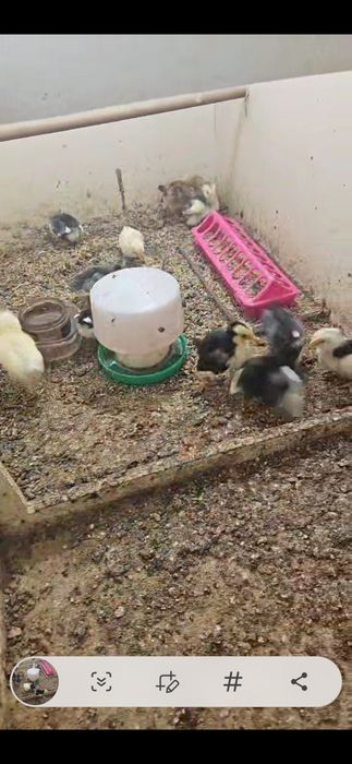 Kurczaki szwedzkie kwiaty