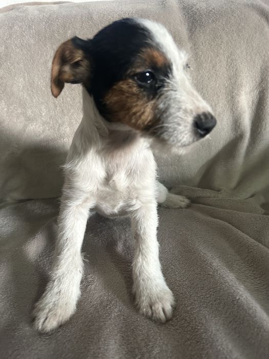 Jack russell terrier