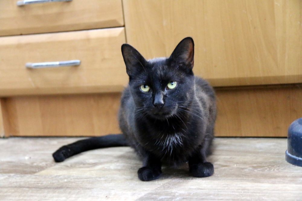 Piękny, towarzyski i młody Ignaś czeka na swoją szansę na dom!