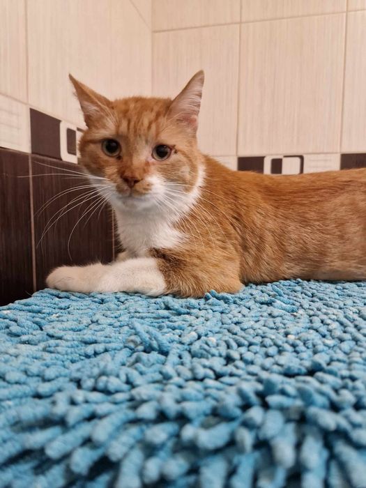 Отдам рыжего кота, кастрирован, 4 года