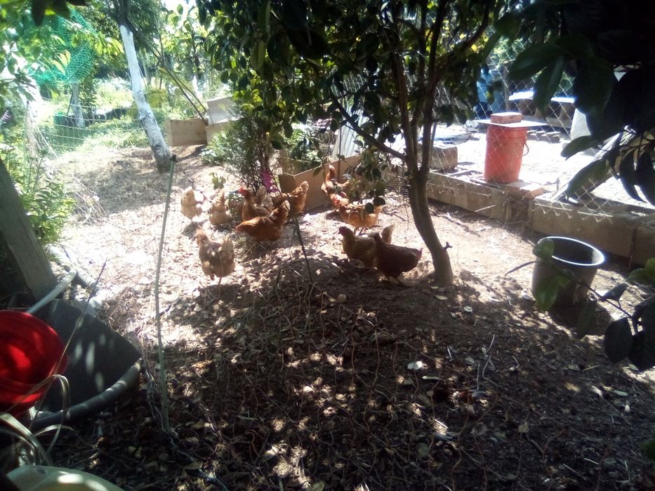 Ovos de galinha caseiro