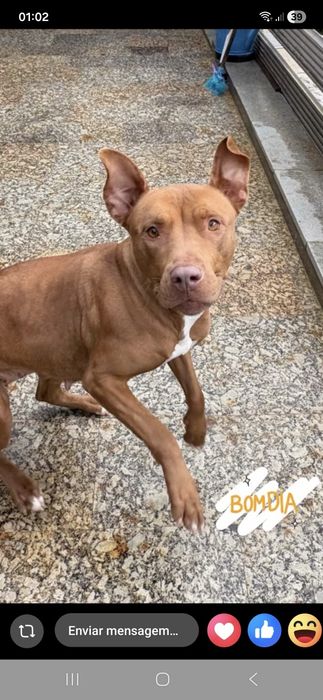Menina pitbull de 5 aninhos para adopção