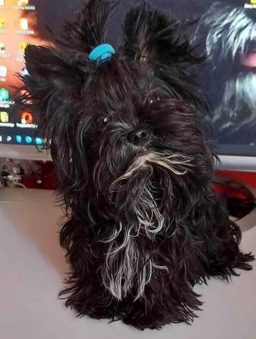 York Terrier Mini Gotowe na zmianę domu