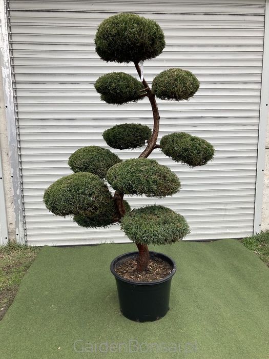 Bonsai z Jałowca "Mint Julep" - Jun. media "Mint Julep" -180 cm