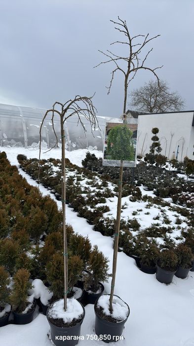 Ялівець на штамбі,модрина, штамбові дерева,береза, сакура, магнолія