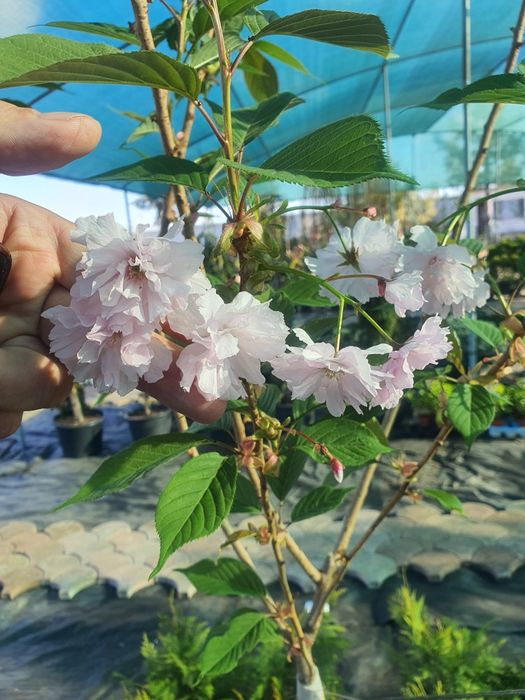 Сакура плакучая сорт канзан взрослые деревья 200см