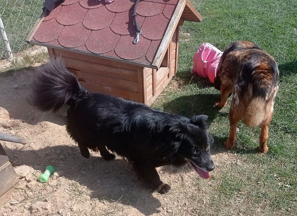 Malutki kapsel do adopcji