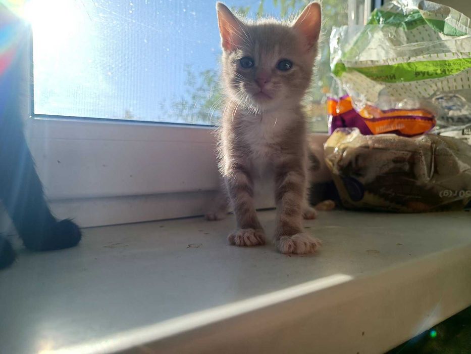 Кошеня, малеча в гарні руки