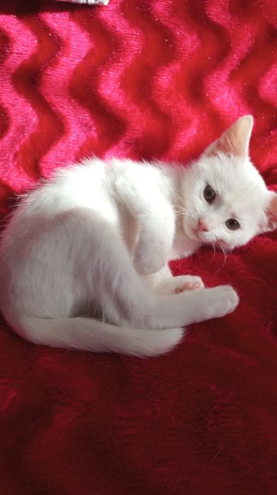 Біленьке кошеня, котик 2 місяці