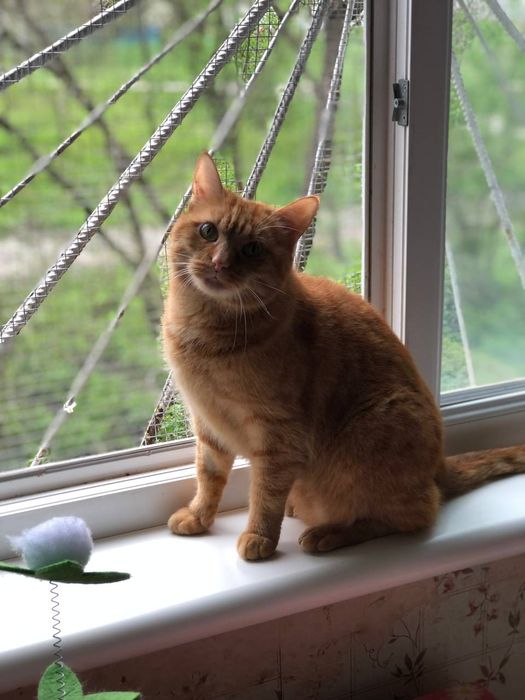 Котик Рудик бесплатно