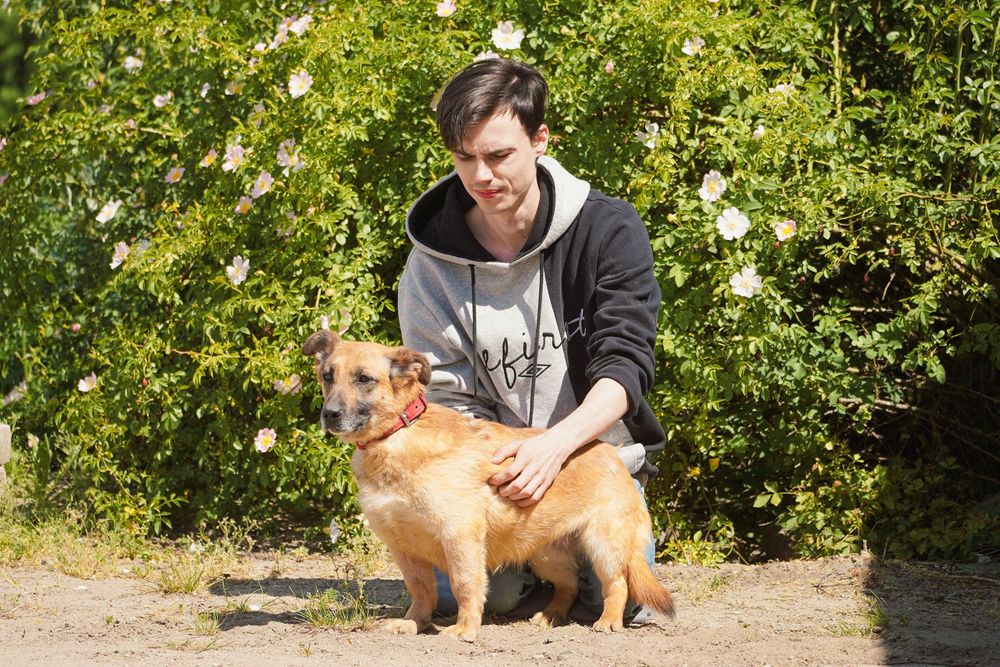 Aurora - niewielka, łagodna sunia szuka domu