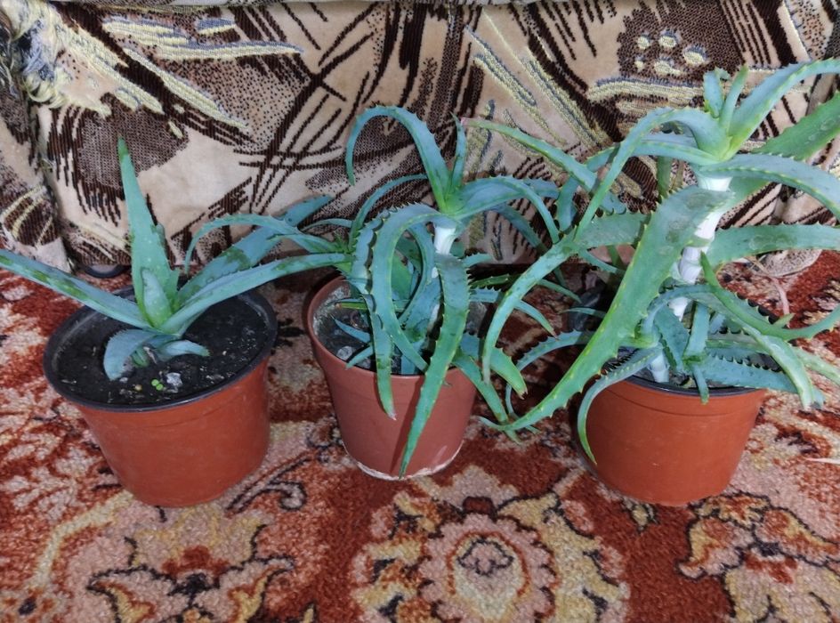 Алое Вера вазон лікарські рослини вазоны лекарственные растения