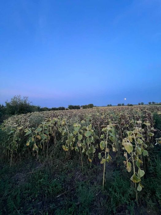 Ділянка під забудову Малі Крушлинці.Газ,елекрика,водопостачання,50сот.