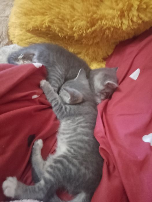 Продам сіамське кошеня 1,2 місяця