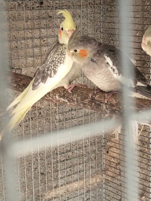 Várias aves de 2026