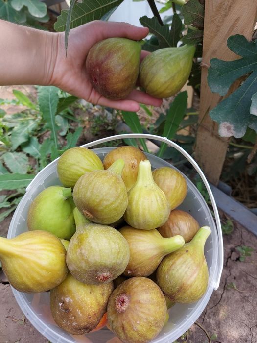 Саджанці інжиру, інжир