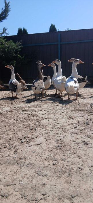 Гуси домашні, молодняк, мішані