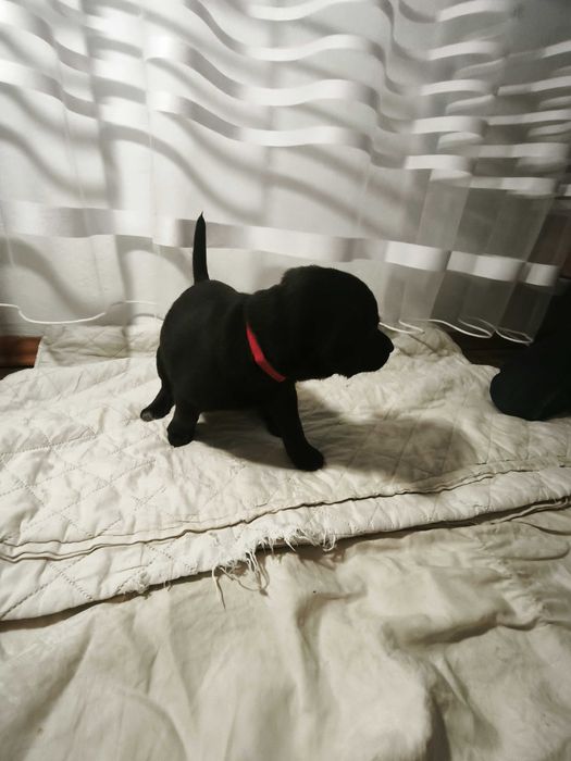 ТЕРМІНОВО ! Лабролайочка ! Гарна  цінова пропозиція !