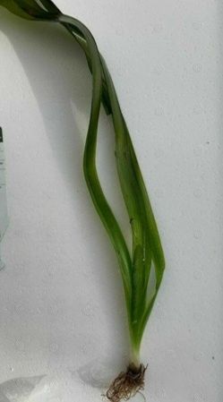 Planta Vallisneria Nana