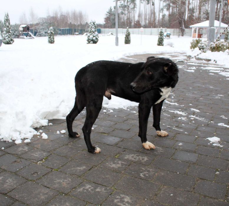 Spółni do adopcji – Schronisko Jasionka