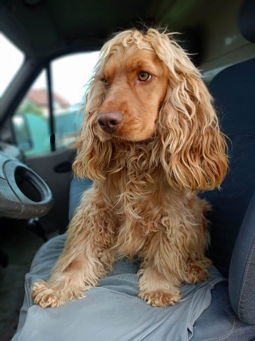 Pies Cocker spaniel