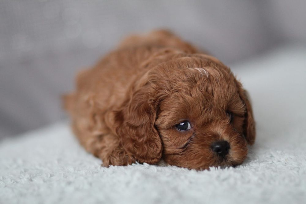 *** Cavapoo śliczny piesek**