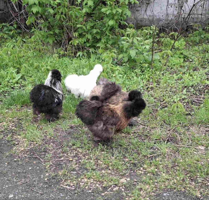 Курі китайська шовкова.Інкубаційні яйця китайськоі шовковоі курочки.