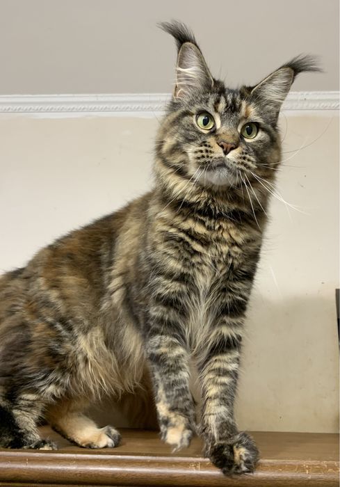 Недорого кішечка мейн-кун з документами