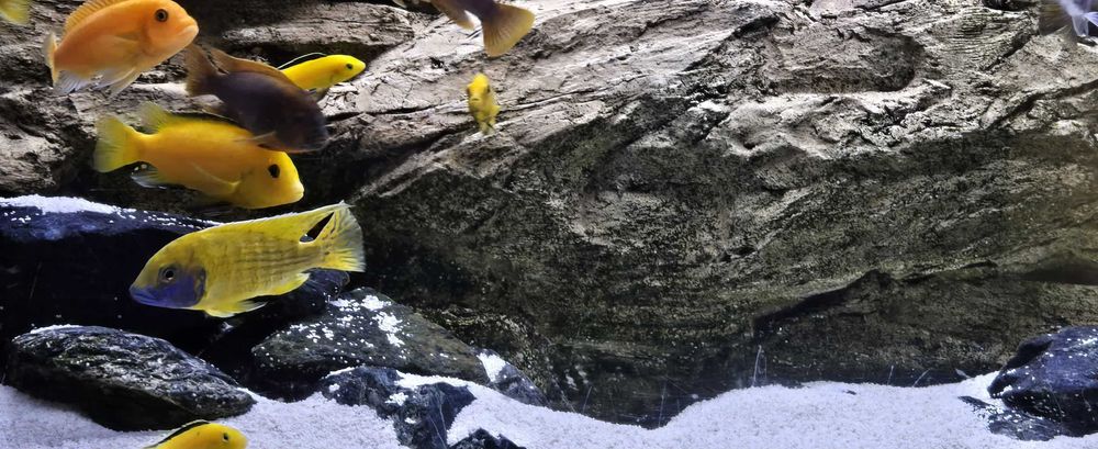 Akwarium Malawi 240L 120x40x50 Optiwhite + Fluval FX6 filtr