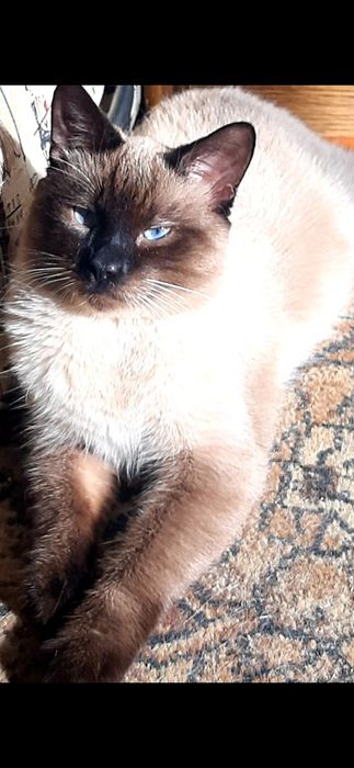 Кот ищет любящих хозяев