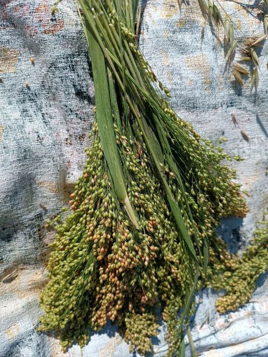 Смаколики для папуг