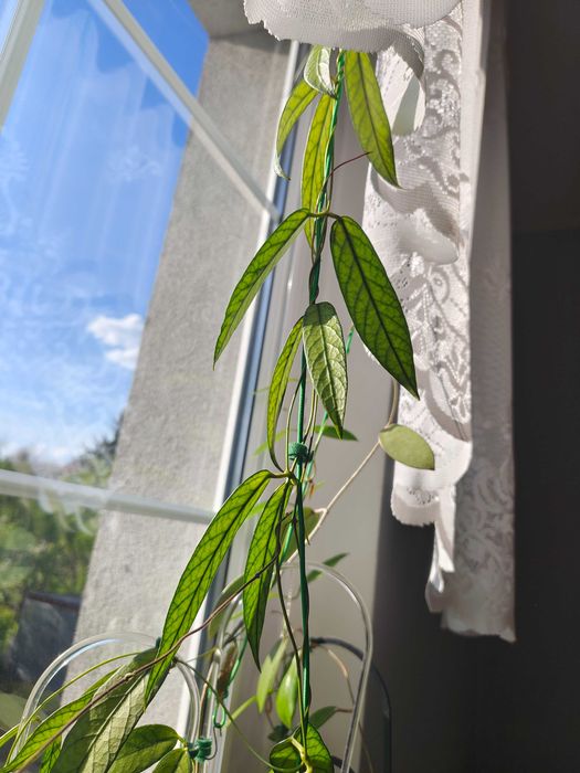 Dischidia sp. Kalsel 02  sadzonki