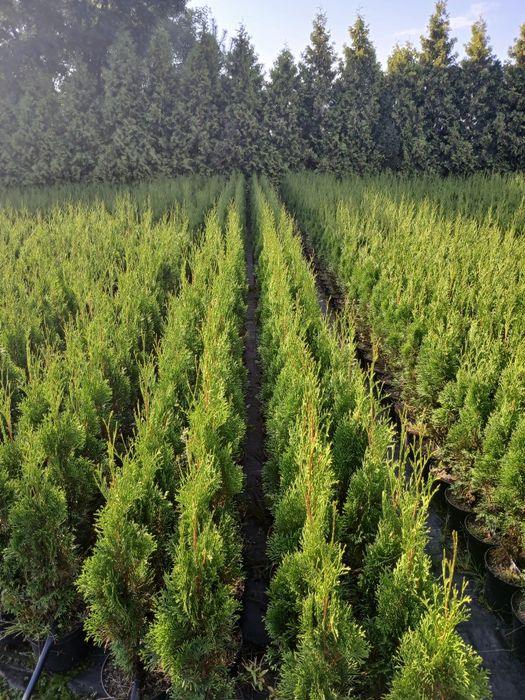 Tuja thuja szmaragd smaragd 110 CM PROMOCJA . Możliwość sadzenia.