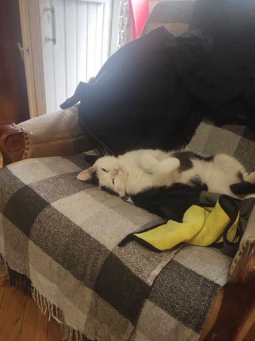 Лагідна кішечка Шпуля