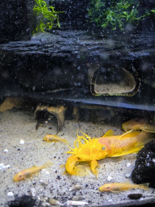 Glonojad zbrojnik L144