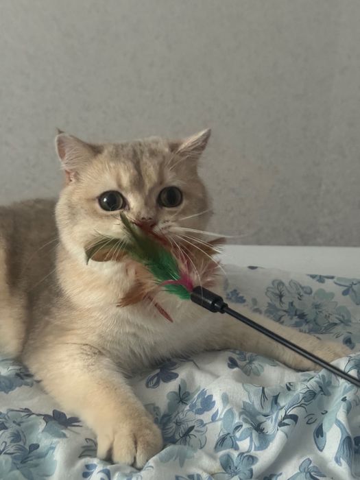 Котик британець короткошерстий