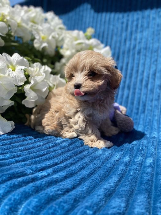 Карамельні міні мальтипу ф1