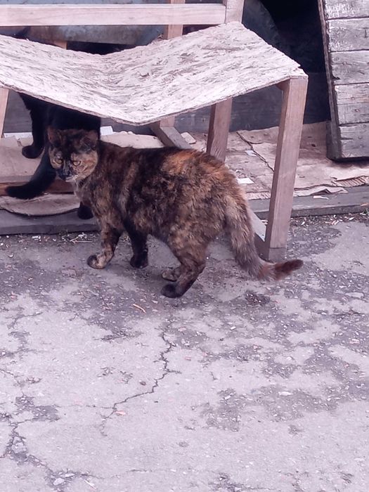 Кішечка черепахового окрасу, таббі - Зімба